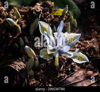 Iris "Katherine Hodgkin" (reticulata) Foto Stock