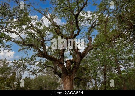 Un maestoso albero si erge davanti a una panchina di pietra in primo piano Foto Stock