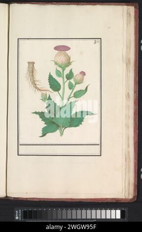 Wollige Distel (Cirsium Eriophorum), Anselmus Boëtius de Boodt, 1596 - 1610 disegnando cardo lanoso. Numerato in alto a destra: 376. Parte del quarto album con disegni di fiori e funghi. Undicesimo di dodici album con disegni di animali, uccelli e piante conosciuti intorno al 1600, commissionati dall'imperatore Rodolfo II Con spiegazione in olandese, latino e francese. Relatore per parere: Praagdraftsman: Carta di Delft. acquerello (vernice). vernice del ponte. spazzola di gesso piante ed erbe: cardo Foto Stock