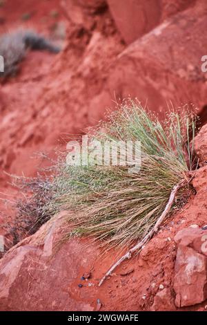 Deserto resilienza: Primo piano su erba verde e rocce rosse Foto Stock