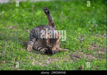 Un gatto randagio lecca la pelliccia sull'erba verde. Foto Stock