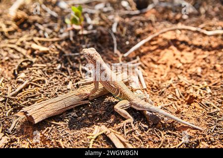 Sedona Lizard Basking on Wood, vista a livello degli occhi Foto Stock