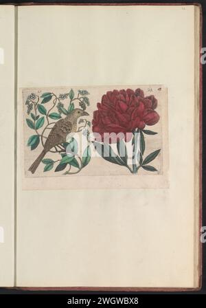 Pepe (piper nigrum) e peonia (paeonia), anonimo, 1640 stampa Pepe e peonia. C'è un uccello nel cespuglio del pepe. Fig. 27 e 28 su un foglio numerato a mano 14. In: Anselmi Boëtii de Boot i.c. Brugsis & Rodolphi II Imp. Nuovo. Medici a Cubiculis Florum, Herbarum, AC Fructuum Selectiorum Icones e Vires Pleraque Hacttenus Ignotæ. Parte dell'album con riviste e piatti del Boodts Herbarium del 1640. Il dodicesimo di dodici album con acquerelli di animali, uccelli e piante conosciuti intorno al 1600, commissionati dall'imperatore Rodolfo II Carta dei Paesi Bassi meridionali. inchiostro. acquerello (vernice) en Foto Stock