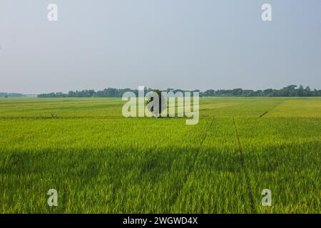 Un verde campo di risone in Khulna, Bangladesh. Foto Stock