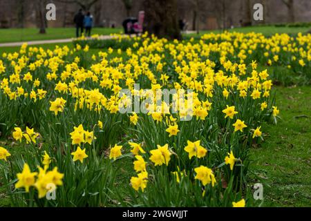 Londra, Regno Unito. 6 febbraio 2024. Meteo Regno Unito molto presto tulipani (Tulipa) e Snowdrops (Galanthus) a St James Park Londra Regno Unito Tulips Credit: Ian Davidson/Alamy Live News Foto Stock