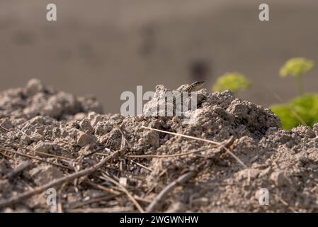 Lucertola sulla sabbia in natura. Primo piano. Lucertola sulla pietra. Testa di lucertola sulla pietra. Foto Stock