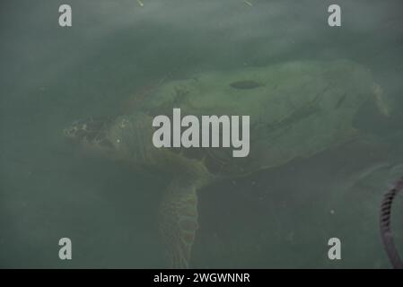 Tartarughe marine Caretta-Caretta a Laganas sull'isola greca di Zante Foto Stock