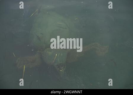 Tartarughe marine Caretta-Caretta a Laganas sull'isola greca di Zante Foto Stock