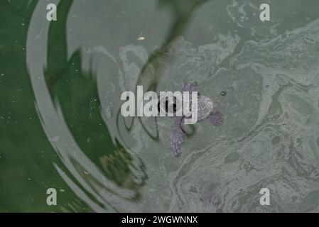 Tartarughe marine Caretta-Caretta a Laganas sull'isola greca di Zante Foto Stock