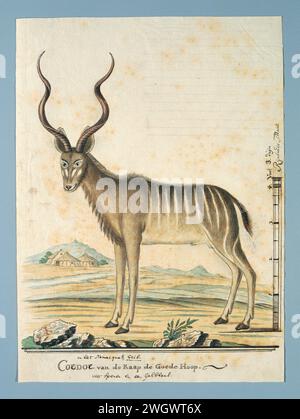 Tragelaphus Strepsiceros (grande Kudu), 1777 - 1778 Drawing Large kudu (tragelaphus strepsiceros); con scala in Rijnlandse Maat. carta. vernice del ponte. inchiostro. acquerello (vernice). pennello a matita / penna animali Foto Stock