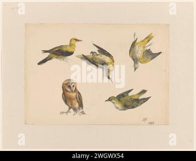 Studi di un gufo e due Wielewalen, Henriëtte Ronner, 1843 carta da disegno. inchiostro. acquerello (vernice). pennello a matita / gufi di penna. Song-Birds (GOLDEN ORIOLE) Foto Stock