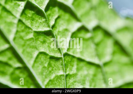 Texture foglia verde brillante e dettagli macro vena Foto Stock