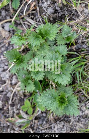 Foglie di ortica verde da vicino, germogli di primavera Foto Stock