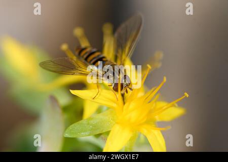 Primo piano del Sedum palmeri in fiore con un hoverfly sui suoi fiori Foto Stock