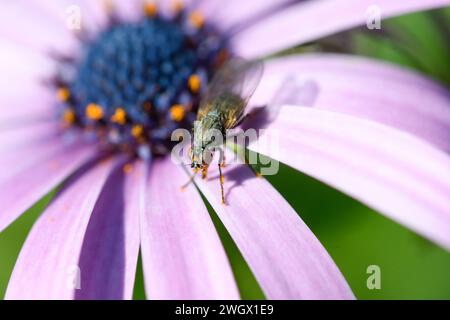 Primo piano di un fiore di margherita del mantello con una mosca Foto Stock