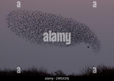 Common Starling Muration sotto attacco da parte di un Marsh Harrier al crepuscolo, Newport Wetlands RSPB Reserve, Galles, novembre 2018 Foto Stock