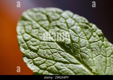 Texture foglia verde brillante con sfondo sfumato arancione morbido Foto Stock