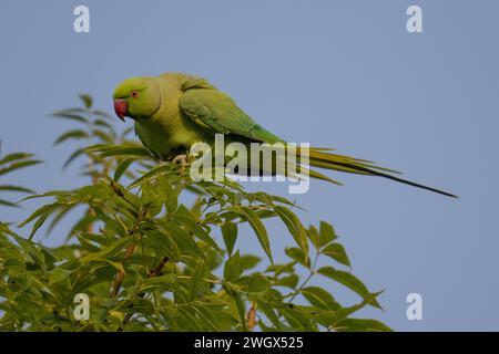 Psittacula krameri (Psittacula krameri), che si nutre di foglie verdi contro un cielo blu, Berkshire, Inghilterra, Regno Unito, settembre 2022 Foto Stock