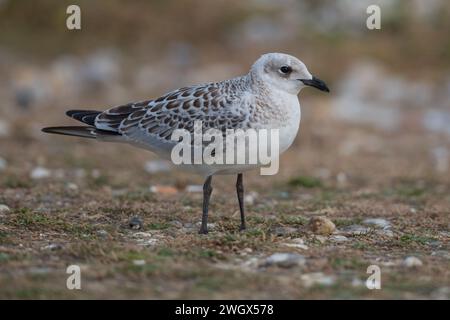 Il giovane gabbiano mediterraneo (Larus Melanocephalus) si trovava sulla spiaggia di ciottoli di Bracklesham Bay, West Sussex, Regno Unito, luglio 2022 Foto Stock
