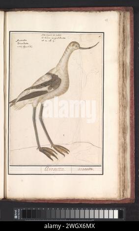 Kluut (Recurvirostra Avosetta), Anselmus Boëtius de Boodt, 1596 - 1610 disegno Kluut. Numerato in alto a destra: 10. In cima al nome in diverse lingue e un'iscrizione di tre righe in latino. Parte del terzo album con disegni di uccelli. Quinto di dodici album con disegni di animali, uccelli e piante conosciuti intorno al 1600, commissionati dall'imperatore Rodolfo II Con spiegazione in olandese, latino e francese. Relatore per parere: Praagdraftsman: Carta di Delft. acquerello (vernice). vernice del ponte. matita. gesso. pennello a inchiostro / penna uccelli da riva e uccelli da guado: pied avocet Foto Stock