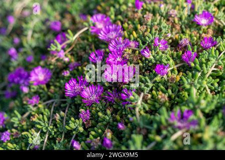 Fiori viola su Ice Plant Foto Stock