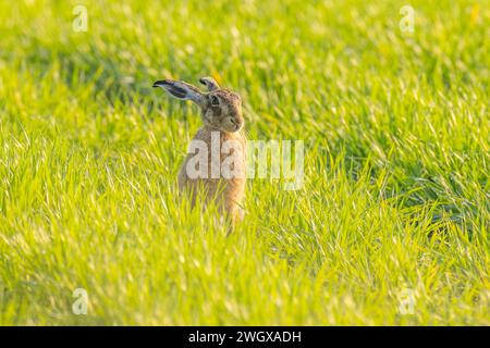 Brown Hare sedeva in un lussureggiante campo di coltura verde Foto Stock