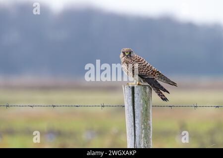 Un giovane gheppio (falco tinnunculus) è arroccato su un palo di recinzione di legno con filo spinato in un campo. Foto Stock