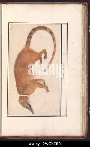 Sudamericano Coati (Nasua Nasua), Anselm Boote de Boodt, 1596 - 1610 disegno orso naso rosso o coatimundi. Numerato in alto a destra: 10. Parte del secondo album con disegni di amici a quattro zampe. Secondo di dodici album con disegni di animali, uccelli e piante conosciuti intorno al 1600, realizzati su commissione dell'imperatore Rodolfo II Con spiegazione in olandese, latino e francese. Giornale di Praga. acquerello (vernice). vernice del ponte. inchiostro. Pennello a matita / penna altri mammiferi: Coati Foto Stock