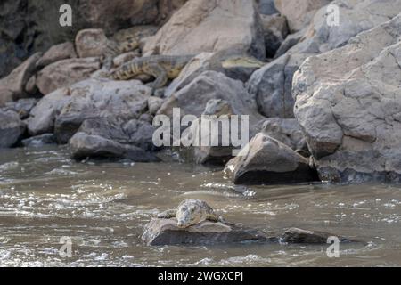 Gli alligatori riposano sulle rocce del fiume alle cascate Awash ad Afar, nell'Etiopia settentrionale Foto Stock