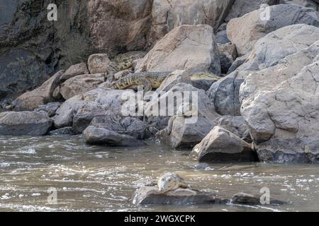 Gli alligatori riposano sulle rocce del fiume alle cascate Awash ad Afar, nell'Etiopia settentrionale Foto Stock