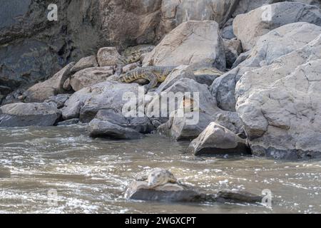 Gli alligatori riposano sulle rocce del fiume alle cascate Awash ad Afar, nell'Etiopia settentrionale Foto Stock