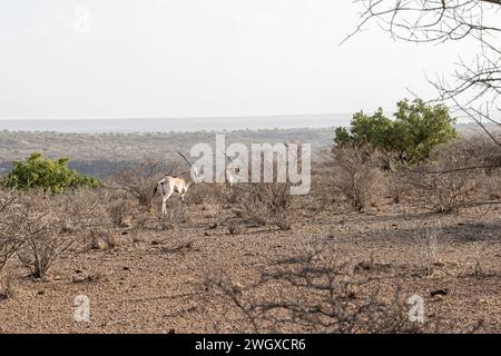 Beisa Oryx nelle savane secche punteggiate di alberi di acacia nel Parco Nazionale di Awash, Etiopia Foto Stock