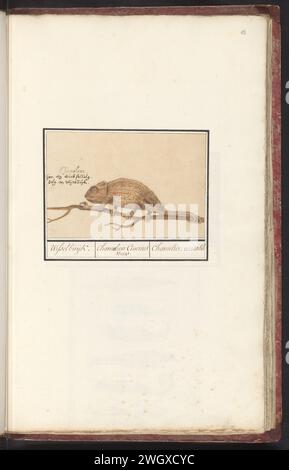 Kameleon (Chamaeleonidae), Anselmus Boëtius de Boodt, 1596 - 1610 disegno Chameleon. A sinistra il nome è in tre lingue. Parte del settimo album con disegni di rettili, anfibi e gruppi di storia naturale. Il settimo di dodici album con acquerelli di animali, uccelli e piante conosciuti intorno al 1600, commissionati dall'imperatore Rodolfo II Con spiegazione in olandese, latino e francese. Giornale di Praga. matita. gesso. acquerello (vernice). pennello a inchiostro / lucertole a penna: chameleon Foto Stock