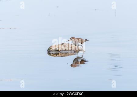 Comune sandpiper, Actitis hypoleucos, lago di riposo riva con riflessione in acqua. Il sandpiper comune, Actitis hypoleucos, è un piccolo pazzo paleartico Foto Stock