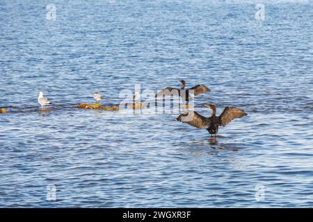 Cormorani che riposano sulle rocce asciugando le loro piume delle ali Foto Stock