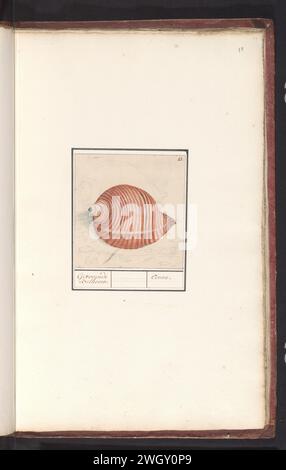 Conchiglia di una lumaca di mare, Anselmus Boëtius de Boodt, 1596 - 1610 disegno conchiglia di una sneak di mare. Numerato in alto a destra: 13. Parte del sesto album con disegni di pesci, conchiglie e insetti. Sesto di dodici album con disegni di animali, uccelli e piante conosciuti intorno al 1600, realizzati su commissione dell'imperatore Rodolfo II Con spiegazione in olandese, latino e francese. Relatore per parere: Praagdraftsman: Carta di Delft. matita. gesso. acquerello (vernice). molluschi con pennello per coperta (+ conchiglia, conchiglia, ecc.) Foto Stock