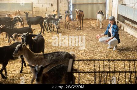 Una donna positiva che chiama capre domestiche in un rifugio Foto Stock