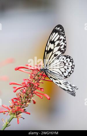 Farfalla bianca e nera seduta su fiori rossi Foto Stock