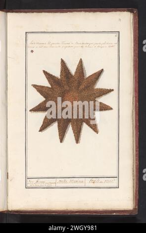 Zeester (Asteroidea), Anonimo, 1786 Drawing Starfish. Numerato in alto a destra: 4. In alto a sinistra contrassegnato da una stella rossa. In cima una nota sulla scoperta di questa stella marina sulla spiaggia di Blankenberge nel 1786. Parte del sesto album con disegni di pesci, conchiglie e insetti. Sesto di dodici album con disegni di animali, uccelli e piante conosciuti intorno al 1600, realizzati su commissione dell'imperatore Rodolfo II Con spiegazione in olandese, latino e francese. Carta dei Paesi Bassi meridionali. matita. gesso. acquerello (vernice). Echinodermi a pennello per pittura: Stelle marine Blankenberge Foto Stock