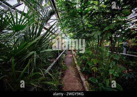 Serra con piante tropicali. Giardino botanico scientifico. Foto Stock