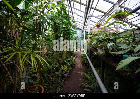 Serra con piante tropicali. Giardino botanico scientifico. Foto Stock