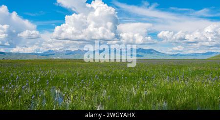 Camas Prairie Centennial Marsh, Idaho Foto Stock