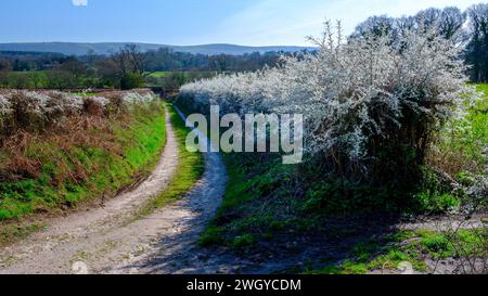 Wareham, Regno Unito - 4 aprile 2023: Country Lane in primavera con nocciola fiorita, nel Dorset, Regno Unito Foto Stock