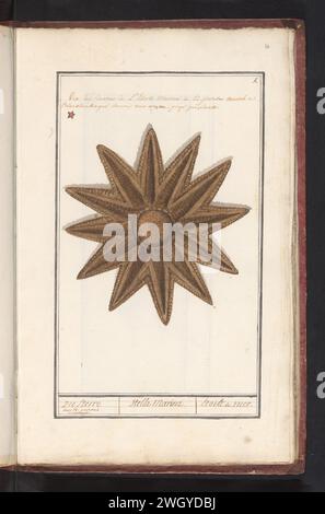 Zeester (Asteroidea), Anonimo, 1786 Drawing Starfish. Numerato in alto a destra: 5. In alto a sinistra contrassegnato da una stella rossa. In cima una nota sulla scoperta di questa stella marina sulla spiaggia di Blankenberge (nel 1786). Parte del sesto album con disegni di pesci, conchiglie e insetti. Sesto di dodici album con disegni di animali, uccelli e piante conosciuti intorno al 1600, realizzati su commissione dell'imperatore Rodolfo II Con spiegazione in olandese, latino e francese. Carta dei Paesi Bassi meridionali. matita. gesso. acquerello (vernice). Echinodermi a pennello per pittura: Stelle marine Blankenberge Foto Stock