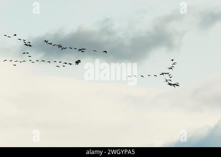 Migrare gli spiedini di Atlantic Brant contro il cielo lunare Foto Stock