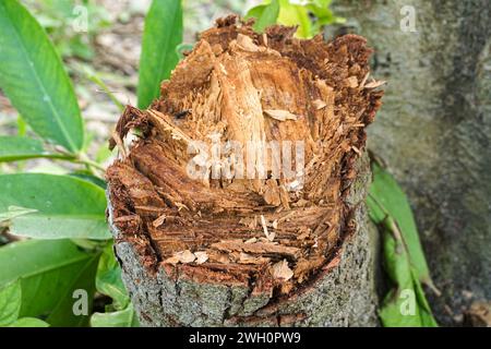 Tronco di un albero appena abbattuto che mostra la struttura completa del tronco Foto Stock