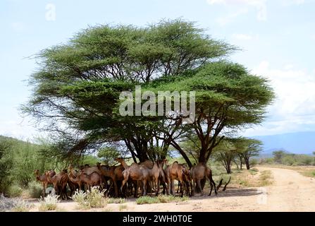 Una mandria di cammelli all'ombra di un albero di acacia nella regione di South Horr nel nord del Kenya. Foto Stock