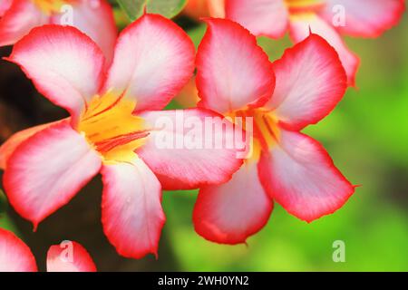 bella rosa di adenio obeso o rosa del deserto in piena fioritura nel giardino durante la stagione estiva Foto Stock