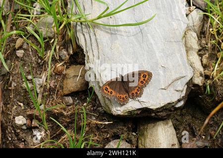 Primo piano naturale sulla farfalla bruna di Arran, Erebia ligea, con ali sparse sul fondo della foresta Foto Stock