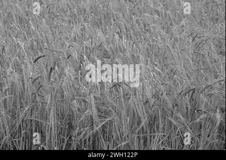 Campi di orzo Foto Stock